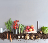 האם מזון אורגני מונע מחלות ממאירות?-תמונה